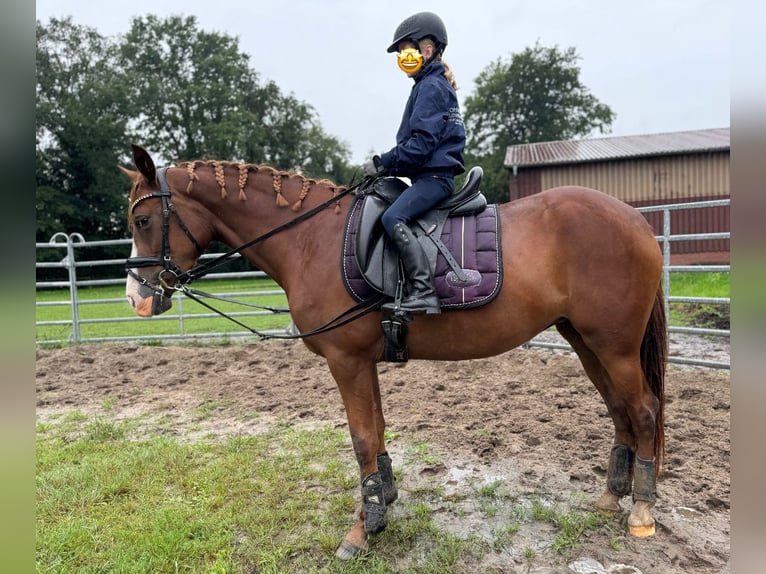 German Riding Pony Mare 3 years 14,2 hh Chestnut in Ankum