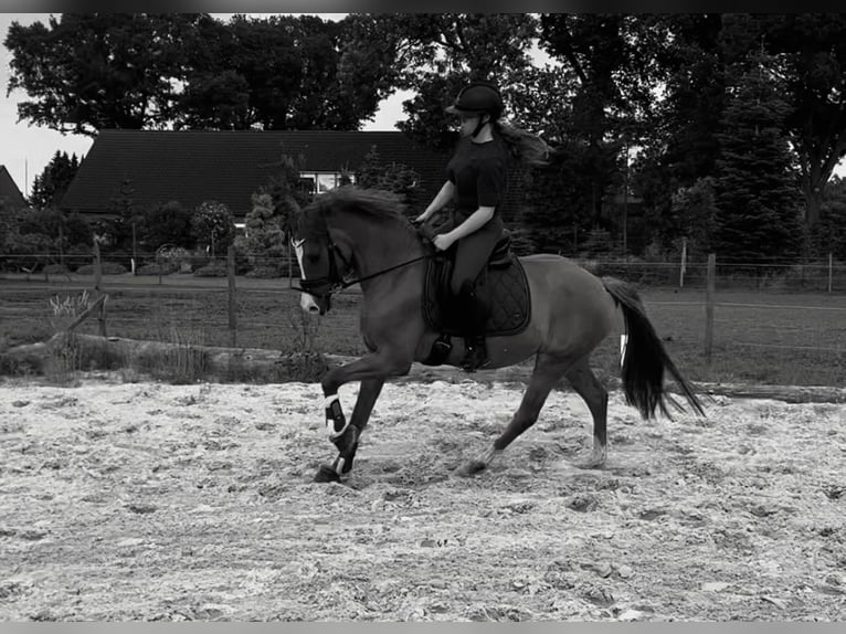 German Riding Pony Mare 3 years 14,2 hh Chestnut-Red in Ahlerstedt