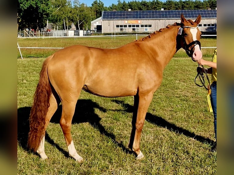 German Riding Pony Mare 3 years 14,2 hh Chestnut-Red in Ahlerstedt