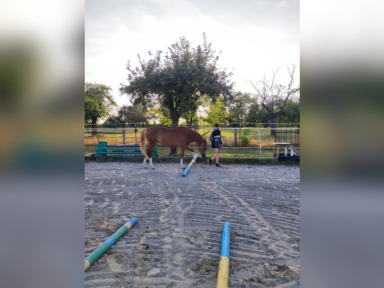 German Riding Pony Mare 3 years 14,2 hh Chestnut-Red in Frohburg