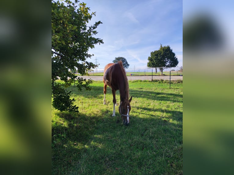 German Riding Pony Mare 3 years 14,2 hh Chestnut-Red in Frohburg