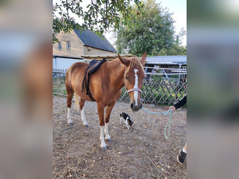 German Riding Pony Mare 3 years 14,2 hh Chestnut-Red in Frohburg