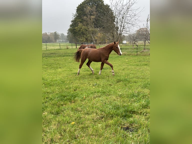 German Riding Pony Mare 3 years 14.2 hh Chestnut-Red in Hanstedt
