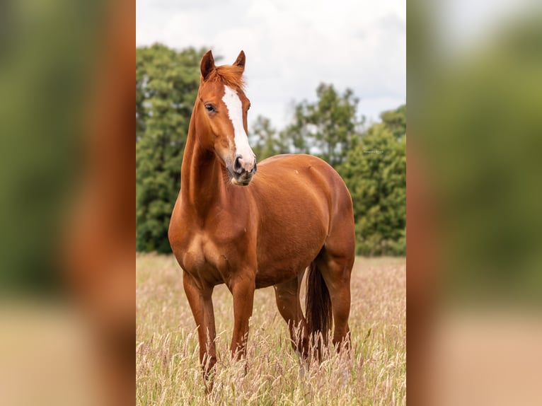 German Riding Pony Mare 3 years 14.2 hh Chestnut-Red in Hanstedt