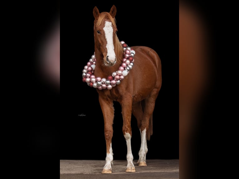 German Riding Pony Mare 3 years 14.2 hh Chestnut-Red in Hanstedt