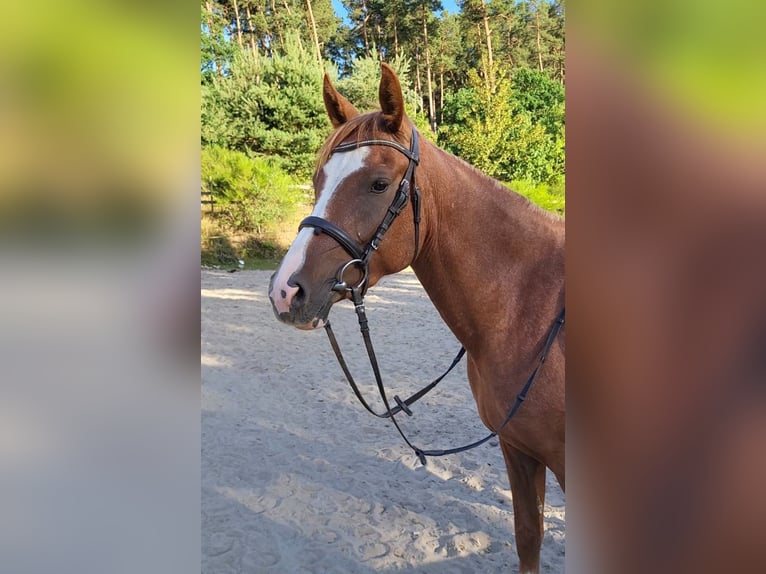 German Riding Pony Mare 3 years 14.2 hh Chestnut-Red in Oftersheim