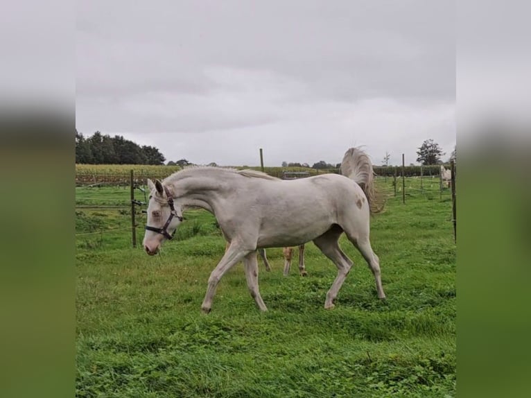 German Riding Pony Mare 3 years 14,2 hh Cremello in Südbrookmerland Victorbur