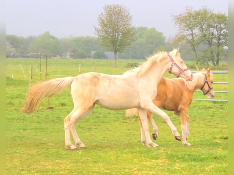 German Riding Pony Mare 3 years 14,2 hh Cremello in Südbrookmerland Victorbur