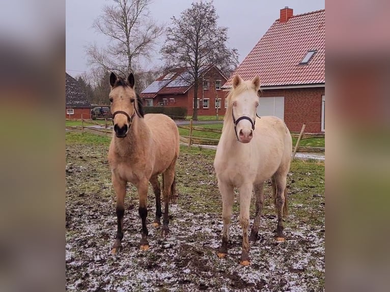 German Riding Pony Mare 3 years 14,2 hh Cremello in Südbrookmerland Victorbur