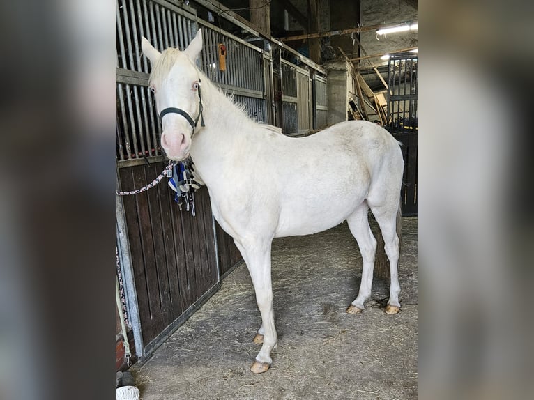 German Riding Pony Mare 3 years 14,2 hh Cremello in Südbrookmerland Victorbur