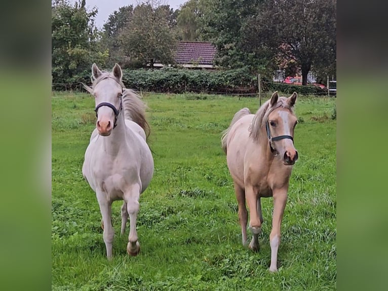 German Riding Pony Mare 3 years 14,2 hh Cremello in Südbrookmerland Victorbur