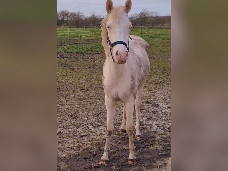 German Riding Pony Mare 3 years 14,2 hh Cremello in Südbrookmerland Victorbur