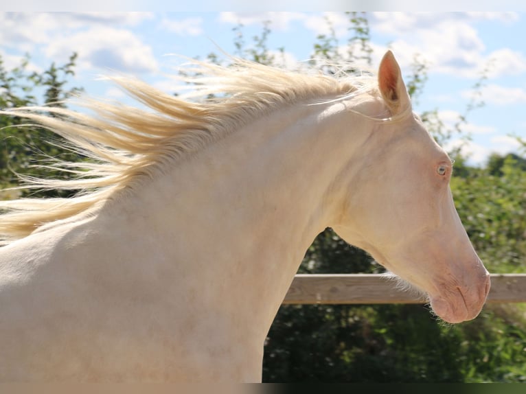 German Riding Pony Mare 3 years 14.2 hh Cremello in Dresden