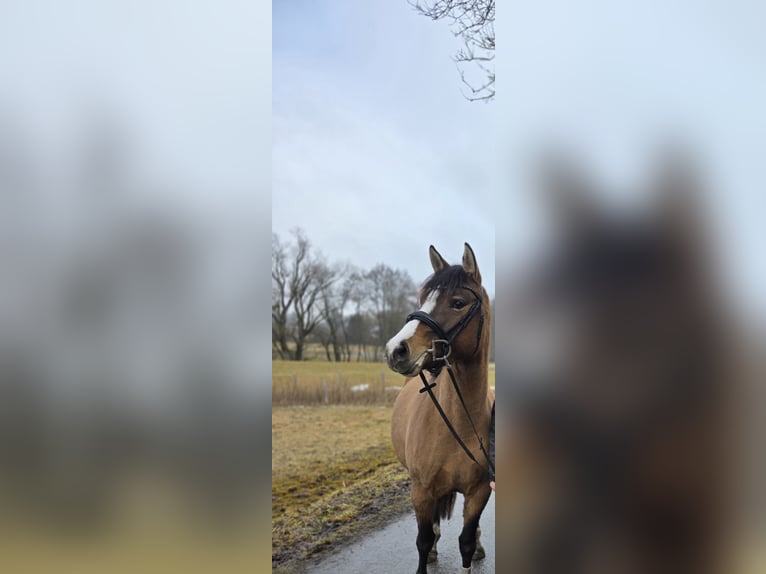 German Riding Pony Mare 3 years 14.2 hh Dun in Dießen am Ammersee
