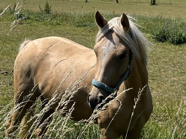 German Riding Pony Mare 3 years 14,2 hh Palomino in Neuss