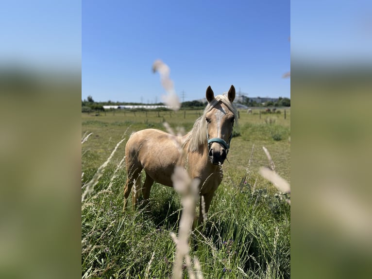 German Riding Pony Mare 3 years 14,2 hh Palomino in Neuss