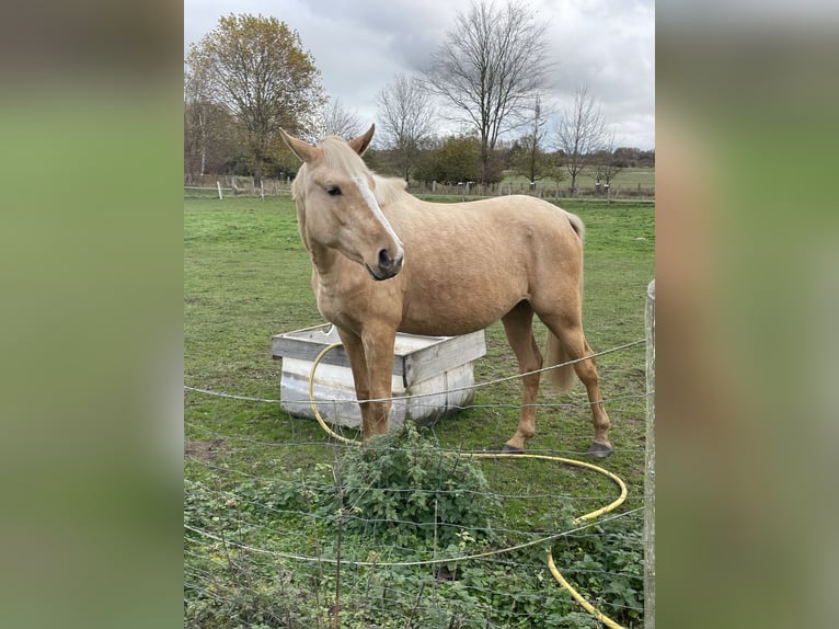 German Riding Pony Mare 3 years 14,2 hh Palomino in G&#xF6;rmin