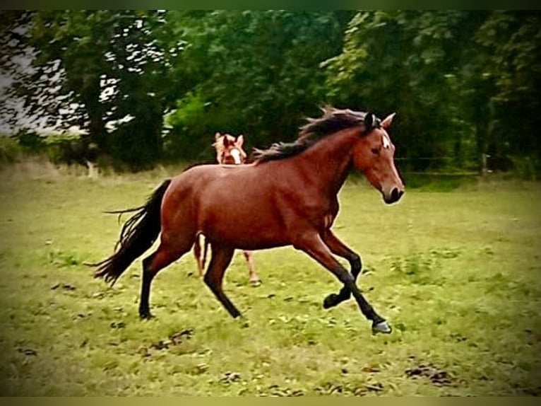 German Riding Pony Mare 3 years 14,3 hh Brown in Krüden