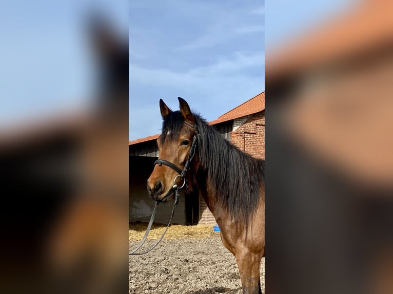 German Riding Pony Mare 3 years 14,3 hh Brown in Krüden