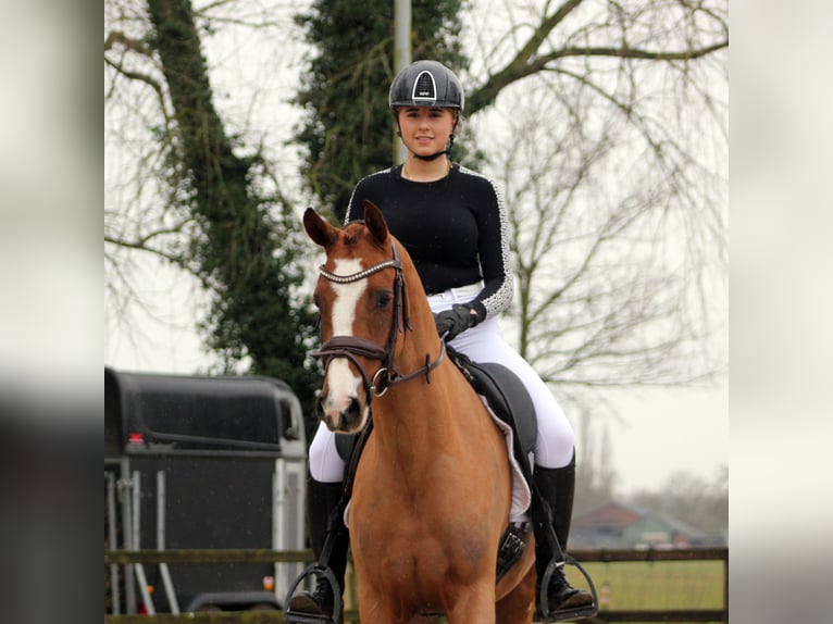 German Riding Pony Mare 3 years 14,3 hh Chestnut-Red in Brummen