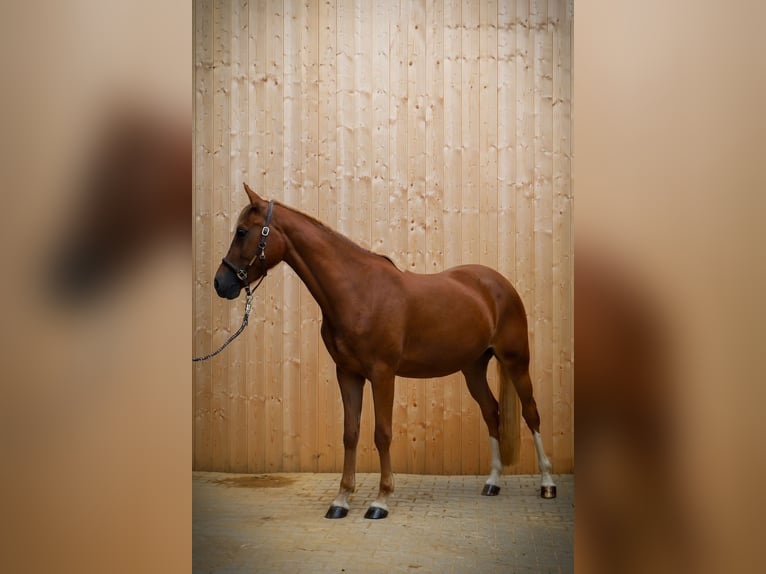 German Riding Pony Mare 3 years 14.3 hh Chestnut-Red in Unterschneidheim