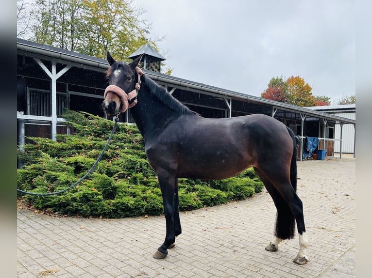 German Riding Pony Mare 3 years 14 hh Bay-Dark in HassendorfSottrum