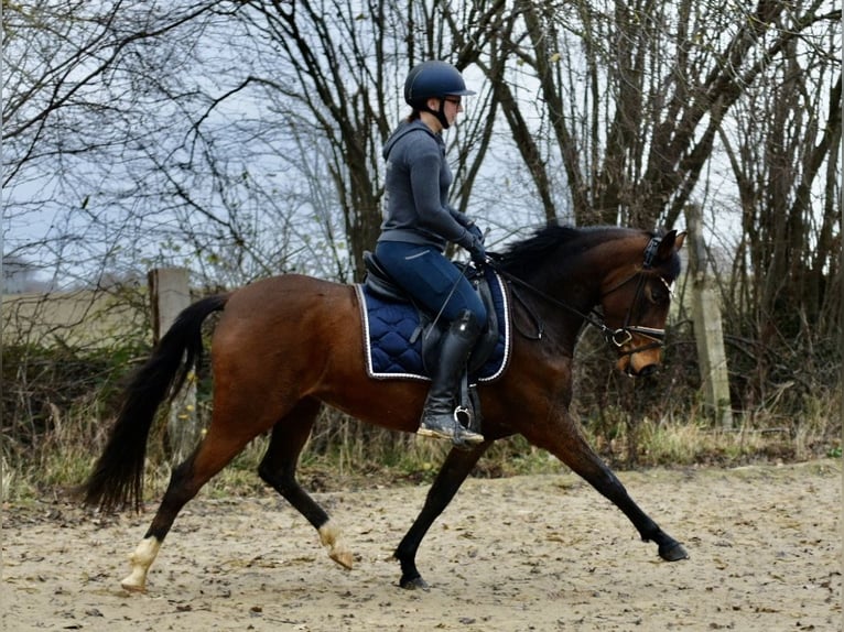 German Riding Pony Mare 3 years 14 hh Bay-Dark in Bernitt