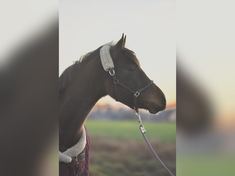 German Riding Pony Mare 3 years 14 hh Bay-Dark in Bernitt