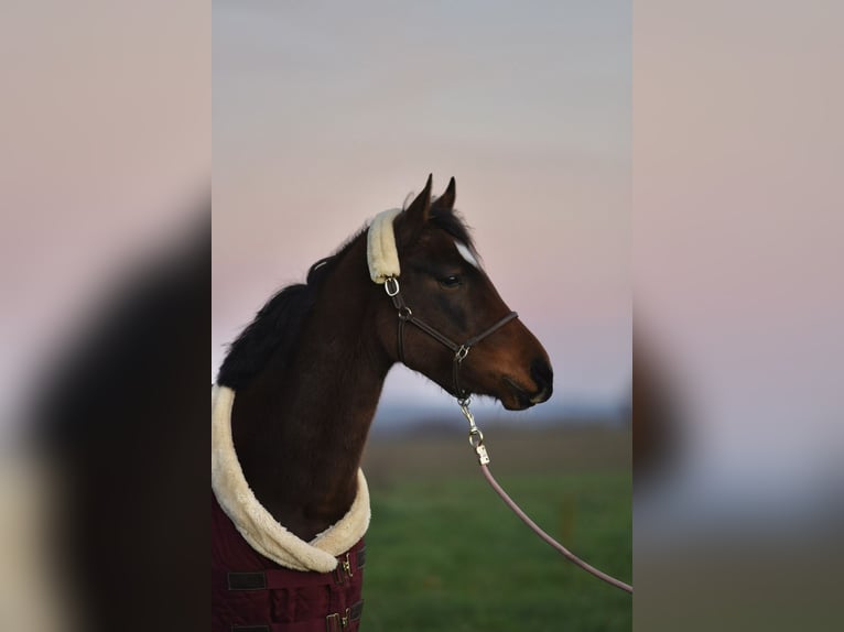 German Riding Pony Mare 3 years 14 hh Bay-Dark in Bernitt