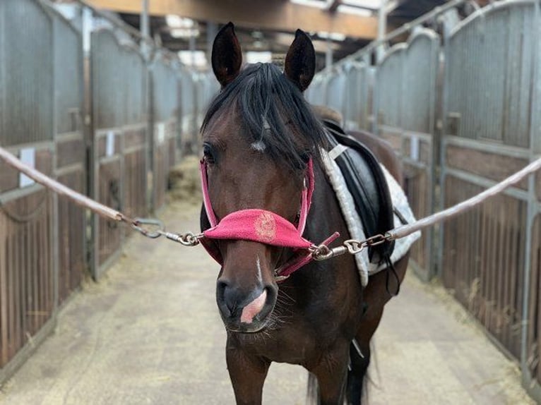 German Riding Pony Mare 3 years 14 hh Bay-Dark in Verden (Aller)