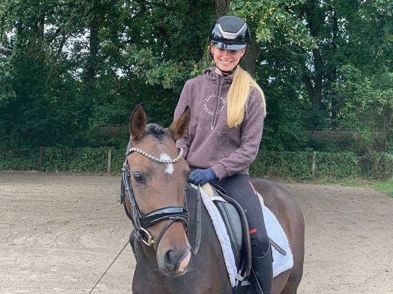 German Riding Pony Mare 3 years 14 hh Bay-Dark in Verden (Aller)