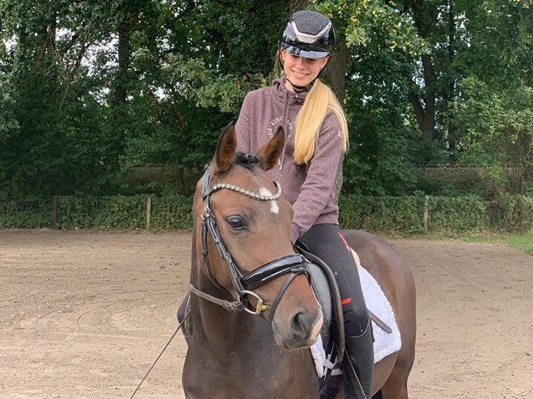 German Riding Pony Mare 3 years 14 hh Bay-Dark in Verden (Aller)