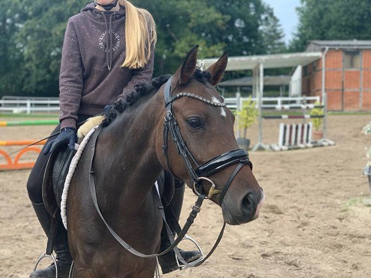 German Riding Pony Mare 3 years 14 hh Bay-Dark in Verden (Aller)