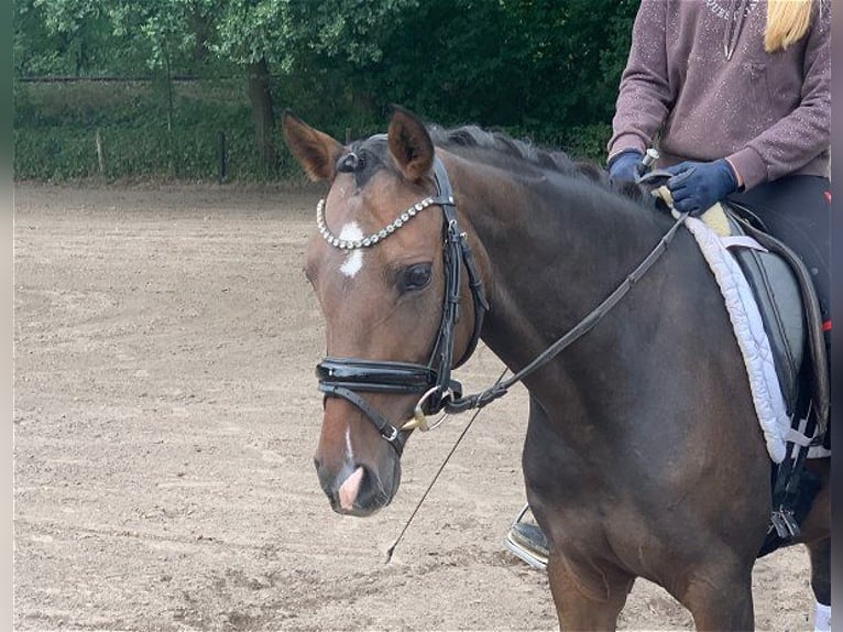 German Riding Pony Mare 3 years 14 hh Bay-Dark in Verden (Aller)