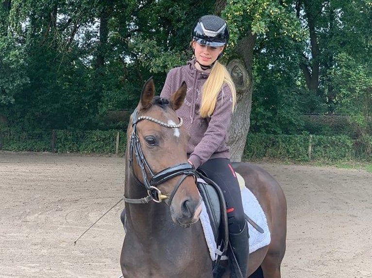 German Riding Pony Mare 3 years 14 hh Bay-Dark in Verden (Aller)