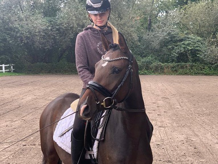 German Riding Pony Mare 3 years 14 hh Bay-Dark in Verden (Aller)