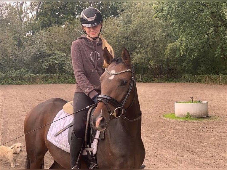 German Riding Pony Mare 3 years 14 hh Bay-Dark in Verden (Aller)