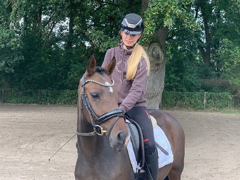 German Riding Pony Mare 3 years 14 hh Bay-Dark in Verden (Aller)