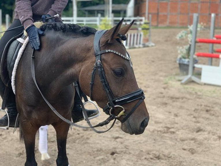 German Riding Pony Mare 3 years 14 hh Bay-Dark in Verden (Aller)