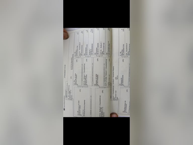 German Riding Pony Mare 3 years 14 hh Black in Berg bei Neumarkt in der Oberpfalz