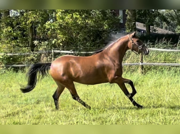 German Riding Pony Mare 3 years 14 hh Brown in Goch