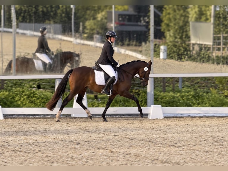 German Riding Pony Mare 3 years 14 hh Brown in Schönthal