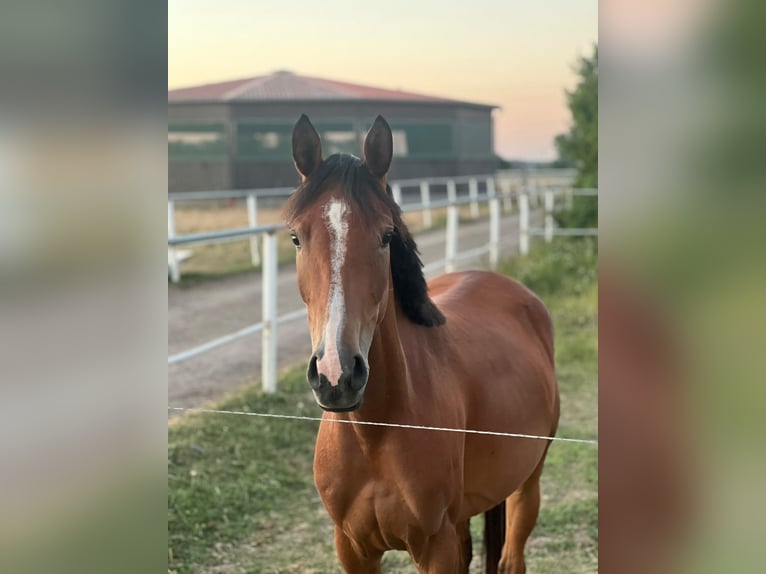 German Riding Pony Mare 3 years 14 hh Brown in Bennewitz