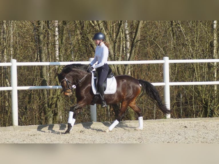 German Riding Pony Mare 3 years 14 hh Brown in AlfhausenA