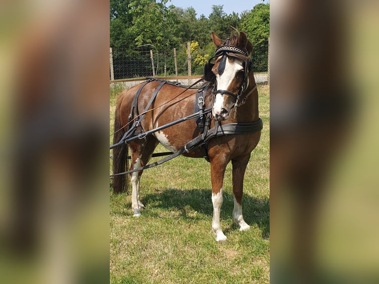 German Riding Pony Mare 3 years 14 hh Brown in Apen