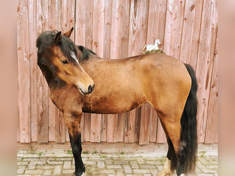 German Riding Pony Mare 3 years 14 hh Brown in Apen