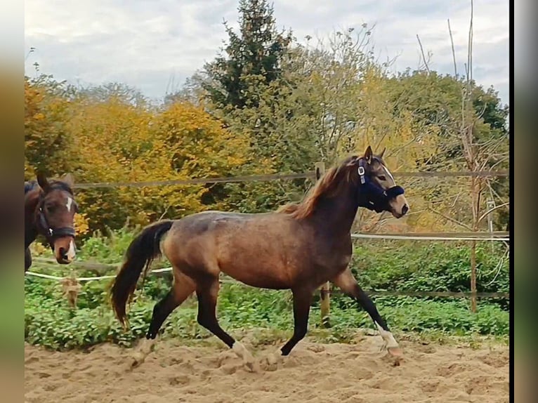 German Riding Pony Mare 3 years 14 hh Buckskin in Dortmund