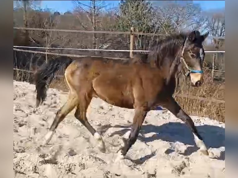 German Riding Pony Mare 3 years 14 hh Buckskin in Dortmund