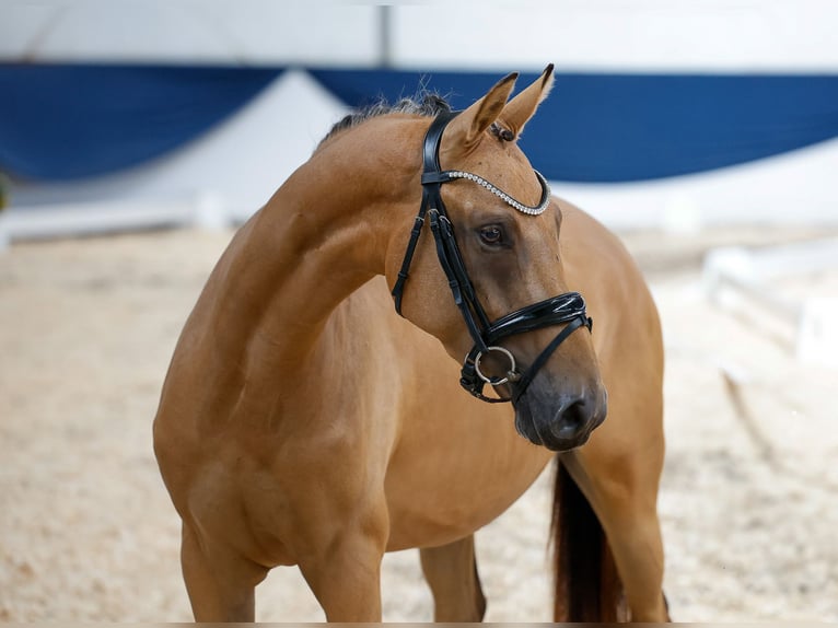 German Riding Pony Mare 3 years 14 hh Buckskin in Marsberg