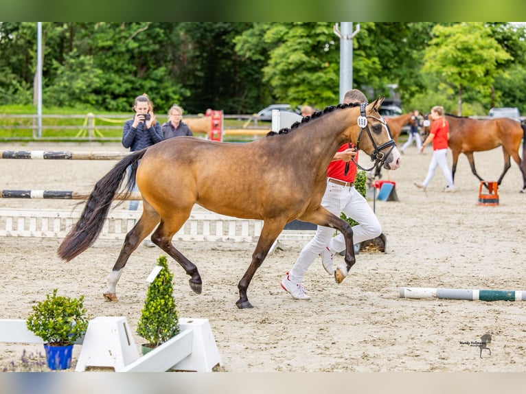 German Riding Pony Mare 3 years 14 hh Buckskin in Ratingen